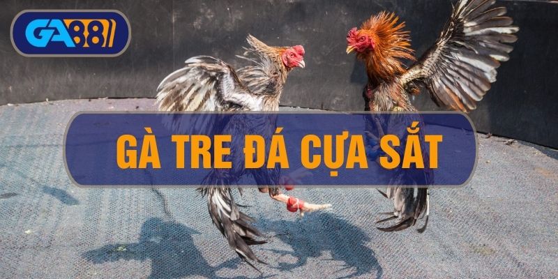 Gà Tre Đá Cựa Sắt - Cách Nuôi Và Huấn Luyện Tạo Ra Siêu Kê GA88