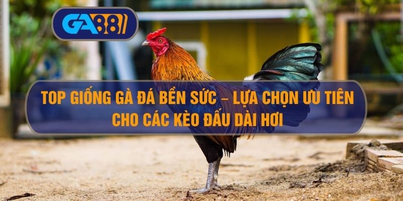 Top giống gà đá bền sức – Lựa chọn ưu tiên cho các kèo đấu dài hơi GA88