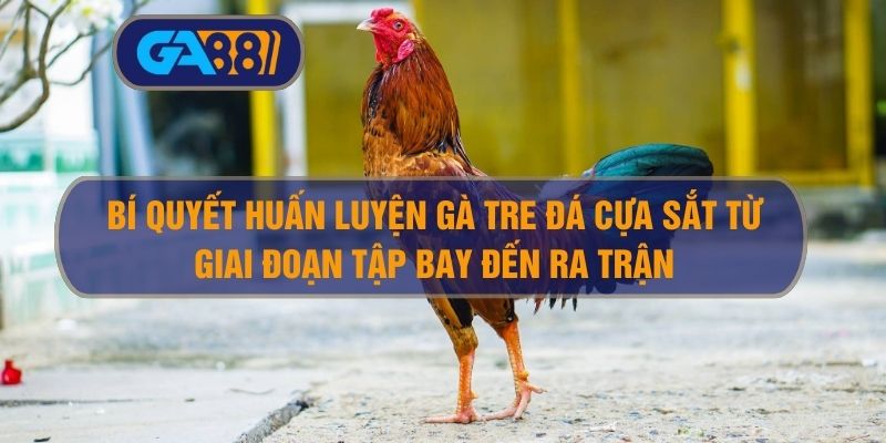 Bí Quyết Huấn Luyện Gà Tre Đá Cựa Sắt Từ Giai Đoạn Tập Bay Đến Ra Trận GA88