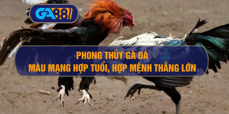 Phong thủy gà đá: Màu mạng hợp tuổi, thắng lớn nhờ hợp mệnh GA88