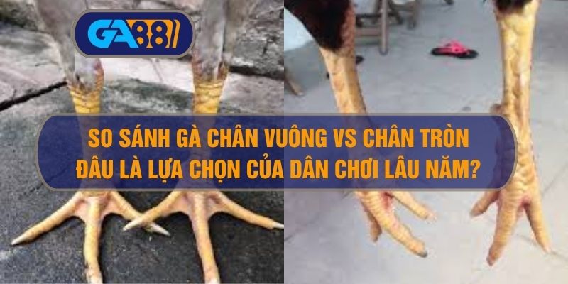 So sánh gà chân vuông vs chân tròn – Đâu là lựa chọn của dân chơi lâu năm? GA88