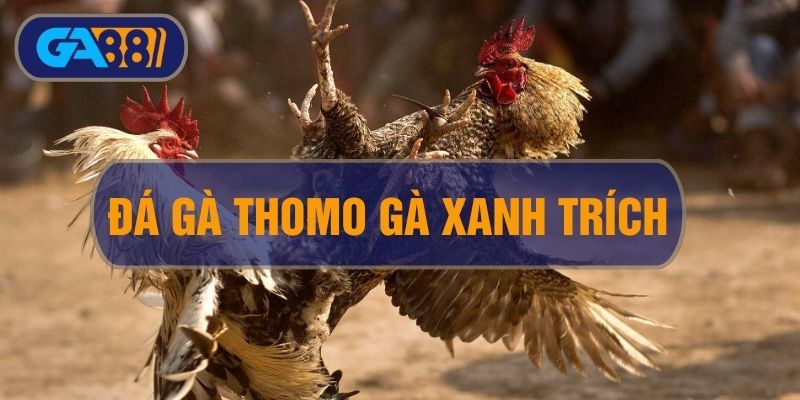 Đá Gà Thomo Gà Xanh Trích: Sân Chơi Thời Thương Giới Chọi Gà GA88