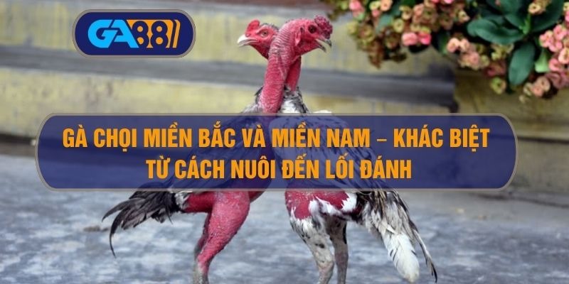 Gà chọi miền Bắc và miền Nam – Khác biệt từ cách nuôi đến lối đánh GA88