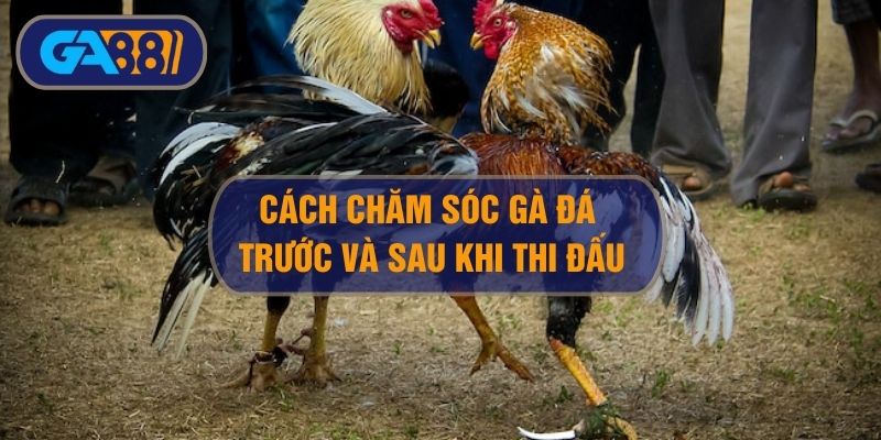 Cách chăm sóc gà đá trước và sau mỗi trận đấu kê sư cần biết GA88