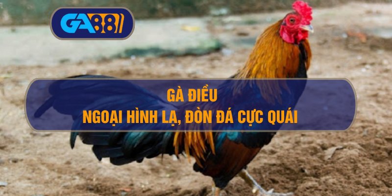 Gà điều – Ngoại hình lạ, đòn đá cực quái có đáng đầu tư? GA88