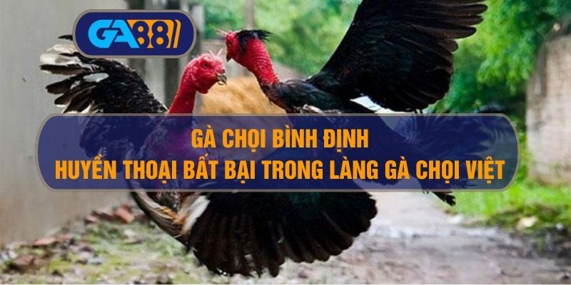 Gà Chọi Bình Định – Huyền Thoại Bất Bại Trong Làng Gà Chọi Việt GA88