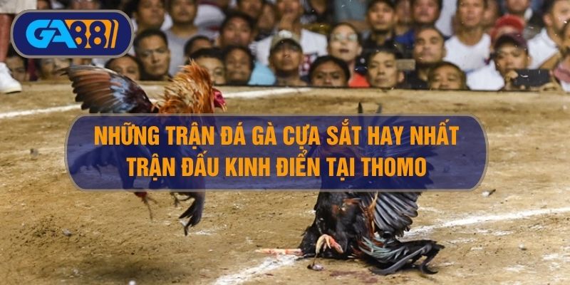Tổng hợp những trận gà đá cựa sắt hay nhất siêu kinh điển GA88