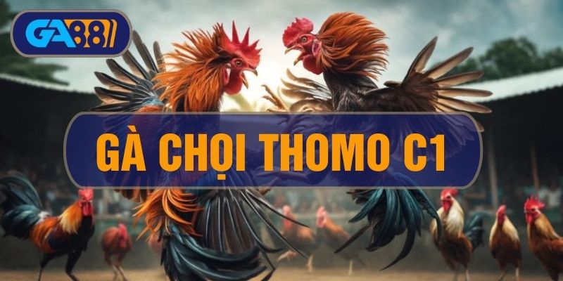 Gà Chọi C1 Thomo - Tìm Hiểu Về Champions League Của Đá Gà GA88