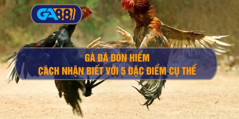 Cách nhận biết gà đá đòn hiểm – 5 đặc điểm dân chơi phải biết GA88