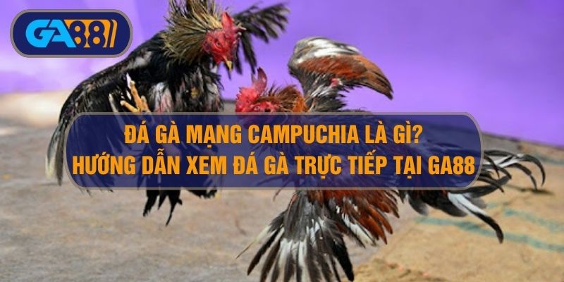 Đá gà mạng Campuchia là gì? Cách xem gà đá Campuchia Thomo tại Ga88 GA88