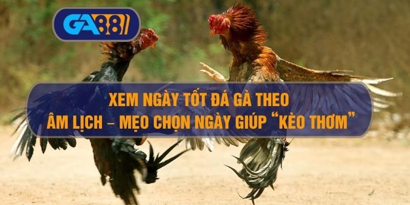 Xem ngày tốt đá gà theo âm lịch – Mẹo chọn ngày giúp “kèo thơm” GA88