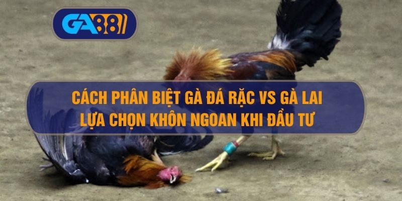 Cách Phân Biệt Gà Đá Rặc Vs Gà Lai – Lựa Chọn Khôn Ngoan Khi Đầu Tư GA88