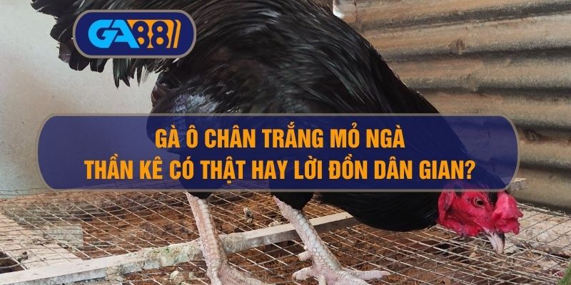 Gà ô chân trắng mỏ ngà – Cùng GA88 tìm hiểu Thần kê có thật hay lời đồn dân gian? GA88